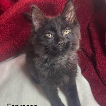 Espresso -  Domestic Medium Hair Cat for Adoption in Wyandotte, Michigan - Espresso | PetCurious