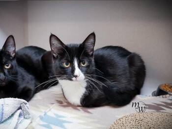 EXPO -  Domestic Short Hair Cat for Adoption in Omaha, Nebraska - EXPO | PetCurious
