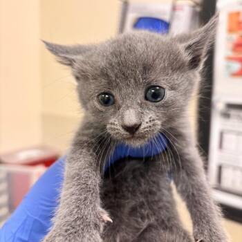 Crake -  Domestic Short Hair Cat for Adoption in Lynchburg, Virginia - Crake | PetCurious