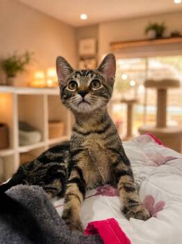 Grover -  Domestic Short Hair Cat for Adoption in Cottonwood, Arizona - Grover | PetCurious