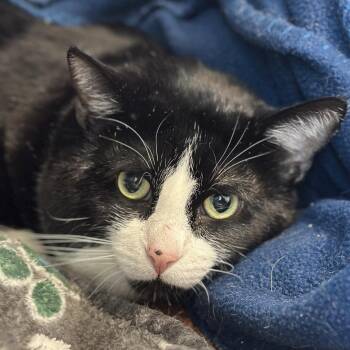Porthos -  Domestic Short Hair Cat for Adoption in Matteson, Illinois - Porthos | PetCurious