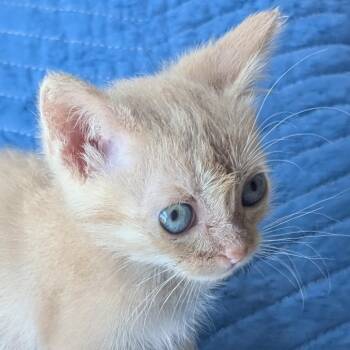 Mo Problems 13 -  Domestic Short Hair Cat for Adoption in Austin, Texas - Mo Problems 13 | PetCurious
