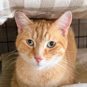 Domestic Short Hair Cats Available for Adoption in Waldorf, Maryland - Sweet Boy | PetCurious