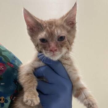Hanen -  Domestic Short Hair Cat for Adoption in Lynchburg, Virginia - Hanen | PetCurious