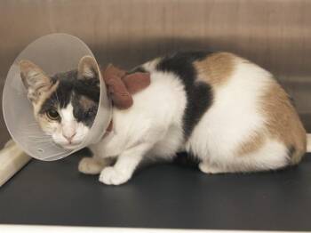 BUBBLES -  Domestic Short Hair Cat for Adoption in Phoenix, Arizona - BUBBLES | PetCurious