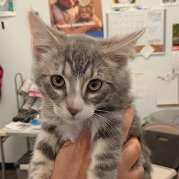 apollo -  Domestic Short Hair Cat for Adoption in Show Low, Arizona - Apollo | PetCurious