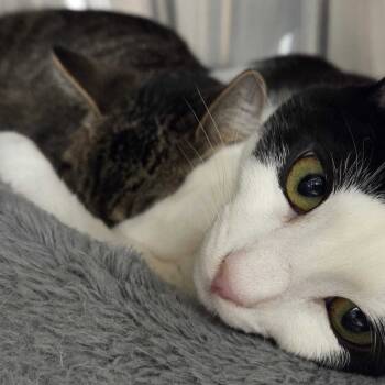 Rescue Domestic Short Hair Cats for Adoption in Los Angeles, California - Oreo | PetCurious