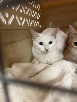 Rescue Domestic Short Hair Cats for Adoption in Atlanta, Georgia - Spectra | PetCurious