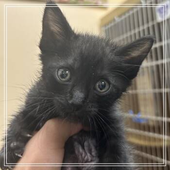 FWT zarra -  Domestic Short Hair Cat for Adoption in Midland, Texas - FWT Zarra | PetCurious