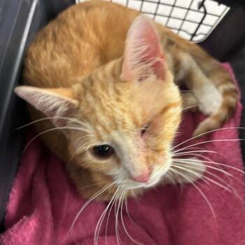 Elizabeth Swann -  Domestic Short Hair Cat for Adoption in Manhattan, Kansas - Elizabeth Swann | PetCurious