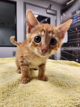 Norbert -  Domestic Short Hair Cat for Adoption in Liberty, Missouri - Norbert | PetCurious