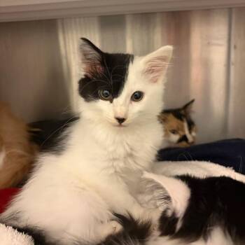 Mason -  Domestic Long Hair Cat for Adoption in Council Bluffs, Iowa - Mason | PetCurious