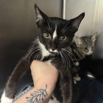 Elsie 2 -  Domestic Short Hair Cat for Adoption in Titusville, Florida - Elsie 2 | PetCurious