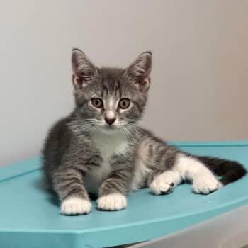 General Furrington -  Domestic Short Hair Cat for Adoption in Port Charlotte, Florida - General Furrington | PetCurious