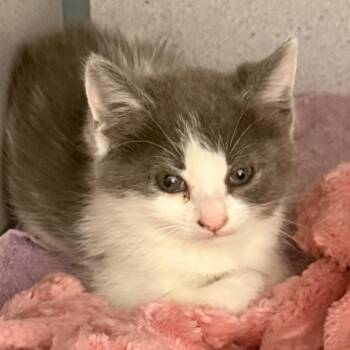 Piper -  Domestic Short Hair Cat for Adoption in Evansville, Indiana - Piper | PetCurious