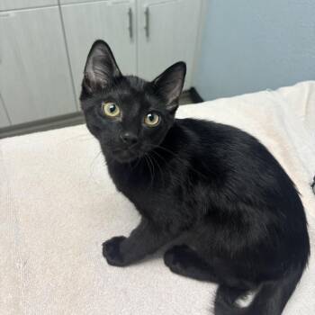 Rooney -  Domestic Short Hair Cat for Adoption in Riverside, California - Rooney | PetCurious