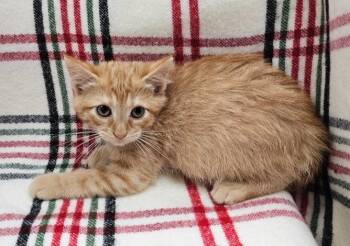 Rescue Domestic Short Hair Cats for Adoption in Little Rock, Arkansas - Nutella | PetCurious