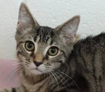 Felix -  Tabby Cat for Adoption in Euclid, Ohio - Felix | PetCurious