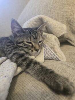 Libb (red) -  Domestic Short Hair Cat for Adoption in Chamblee, Georgia - Libb (red) | PetCurious