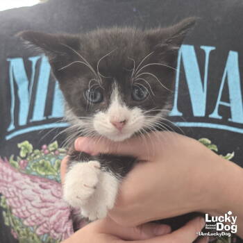 Rescue Domestic Short Hair Cats for Adoption in Washington, District Of Columbia - Mystery | PetCurious