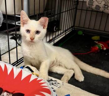 Coconut -  Domestic Short Hair Cat for Adoption in Emerald Isle, North Carolina - Coconut | PetCurious