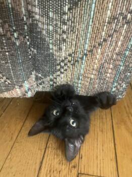 Rescue Domestic Short Hair Cats for Adoption - Tank | PetCurious