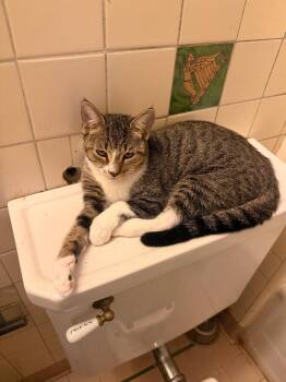 Lemon -  Tabby Cat for Adoption in Beverly Hills, California - Lemon | PetCurious