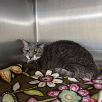 Domestic Short Hair Cats Available for Adoption - Low-Key 28402 | PetCurious