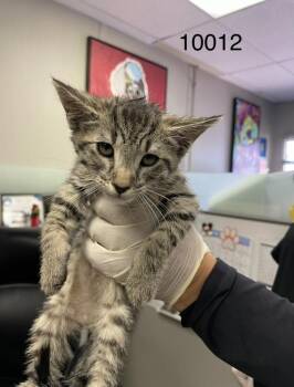 Flash -  Domestic Short Hair Cat for Adoption in Victorville, California - Flash | PetCurious