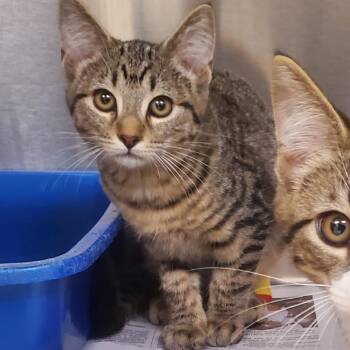 Bre -  Domestic Short Hair Cat for Adoption - Bre | PetCurious