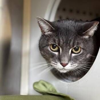 Domestic Short Hair Cats Available for Adoption in Roanoke, Virginia - Topanga | PetCurious