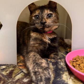 Domestic Short Hair Cats Available for Adoption in Fairport, New York - Agatha | PetCurious