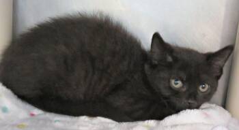 Amy -  Domestic Short Hair Cat for Adoption in Lexington, Virginia - Amy | PetCurious