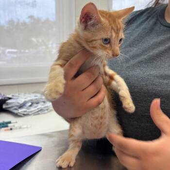 Mabel -  Domestic Short Hair Cat for Adoption in Corpus Christi, Texas - Mabel | PetCurious