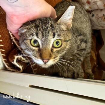 Ryder -  Domestic Short Hair Cat for Adoption in Cheyenne, Wyoming - Ryder | PetCurious