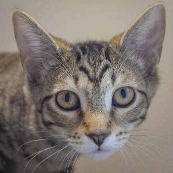 Tiramasu -  Tabby and Domestic Short Hair Cat for Adoption in Huntley, Illinois - Tiramasu | PetCurious