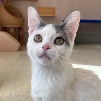 Domestic Short Hair Cats Available for Adoption - Kai | PetCurious