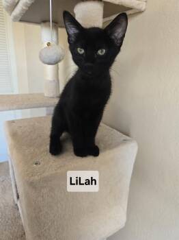 Lilah -  Domestic Short Hair Cat Available for Adoption in Phoenix, Arizona - Lilah | PetCurious