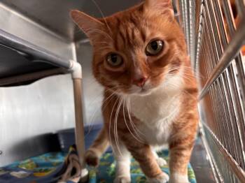 Domestic Short Hair Cats Available for Adoption - Papa O | PetCurious
