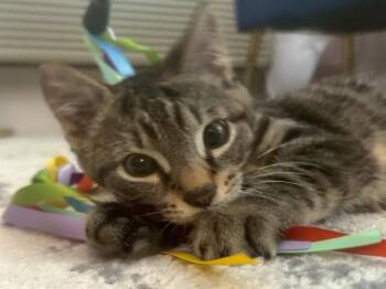 Domestic Short Hair Cats Available for Adoption in Boston, Massachusetts - STRIPES | PetCurious