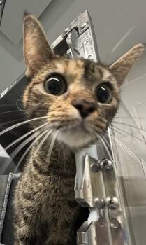 Cafe Erzule -  Domestic Short Hair Cat for Adoption - Cafe Erzule | PetCurious