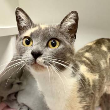 Domestic Short Hair Cats Available for Adoption in Walnut Creek, California - April Showers | PetCurious