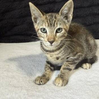 LOGAN -  Tabby Cat for Adoption in Jefferson, Louisiana - LOGAN | PetCurious