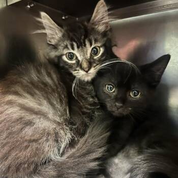 Wilber Whiskers -  Domestic Short Hair Cat for Adoption in Dayton, Ohio - Wilber Whiskers | PetCurious