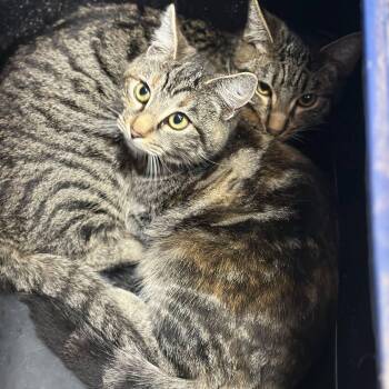 Rescue Domestic Short Hair Cats for Adoption in Hopkinton, Massachusetts - Magnum And Barbie | PetCurious