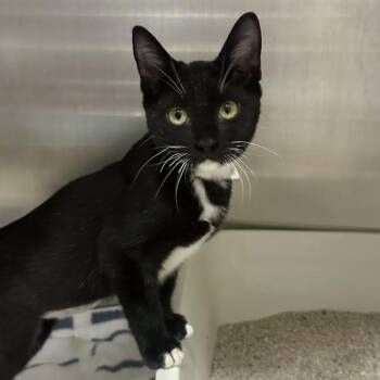 Bacon -  Domestic Short Hair Cat for Adoption in Walnut Creek, California - Bacon | PetCurious