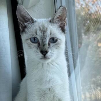 Backwoods Barbie -  Siamese and Domestic Short Hair Cat for Adoption in Boerne, Texas - Backwoods Barbie | PetCurious