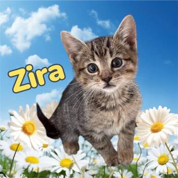 Domestic Short Hair Cats Available for Adoption in Visalia, California - ZIRA | PetCurious