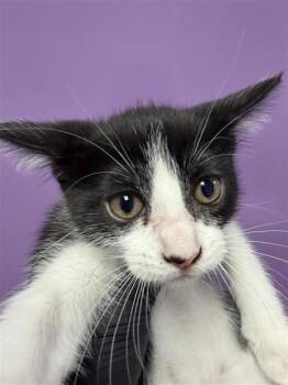 61487479 -  Domestic Short Hair Cat for Adoption in El Paso, Texas - 61487479 | PetCurious