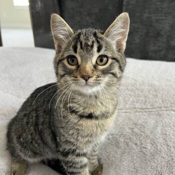 Rescue Domestic Medium Hair Cats for Adoption in Grantsville, Utah - Bilbo | PetCurious